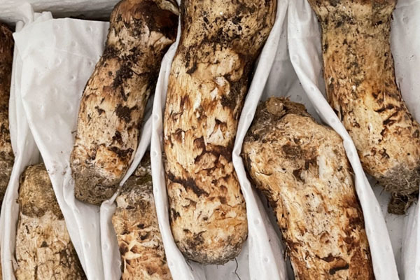 松茸吃多了會流鼻血嗎，松茸吃了會過敏嗎